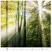 forest h171 009